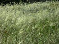 Андріївка з panoramio.com