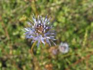 Лисняки з panoramio.com