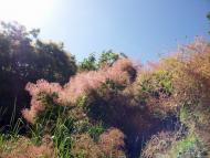 Дністрівка з panoramio.com