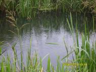 Заріччя з panoramio.com