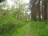 Пашенівка з panoramio.com