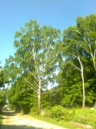 Тайкури з panoramio.com