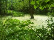 Іволжанське з panoramio.com