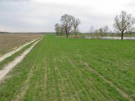 Шабалинів з panoramio.com