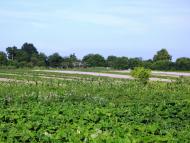 Михайлівка з panoramio.com