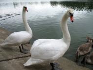 Гусакове з panoramio.com