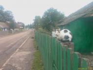 Чайковичі з panoramio.com