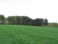 Петрушин з panoramio.com