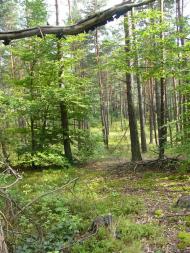 Карпи з panoramio.com