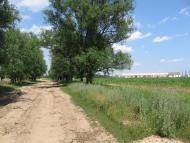 Розвинівка з panoramio.com