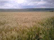 Юр'ївка з panoramio.com