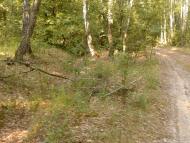 Черняхівка з panoramio.com