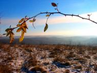 Лопушня з panoramio.com