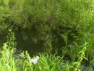 Заріччя з panoramio.com