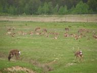 Нанково з panoramio.com