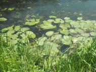 Черкаський Бишкин з panoramio.com