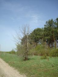 Вівчицьк з panoramio.com