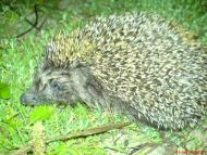 Марчихина Буда з panoramio.com