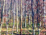 Демня з panoramio.com