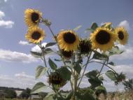 Губник з panoramio.com