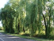 Вітрівка з panoramio.com