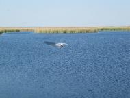 Градениці з panoramio.com