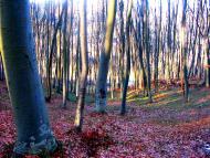 Демня з panoramio.com