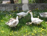 Скалат з panoramio.com