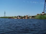 Гупалівка з panoramio.com