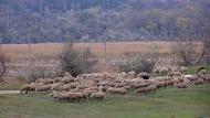 Виноградівка з panoramio.com