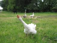 Половинники з panoramio.com