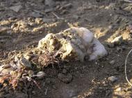 Оліївка з panoramio.com