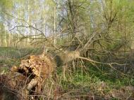 Обмачів з panoramio.com