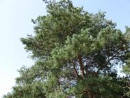 Андріївка з panoramio.com