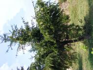 Слободище з panoramio.com