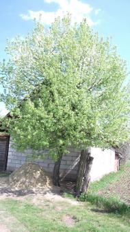 Іваньків з panoramio.com