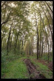 Піски-Річицькі з panoramio.com