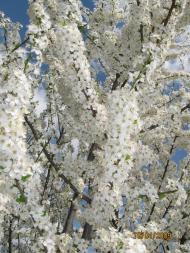 Перевозець з panoramio.com