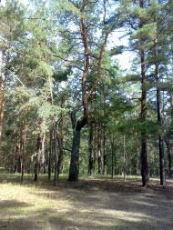 Глинське з panoramio.com