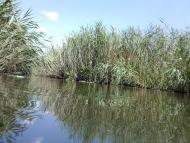 Базалія з panoramio.com