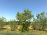 Григорівка з panoramio.com