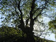 Заривинці з panoramio.com