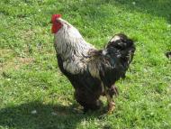 Бабин з panoramio.com