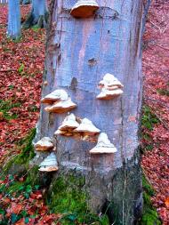 Демня з panoramio.com