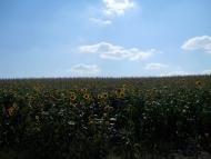 Кошляки з panoramio.com