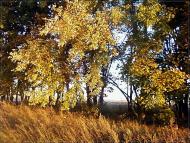 Пашківка з panoramio.com