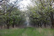 Володимирівка з panoramio.com
