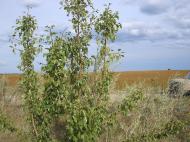 Салтикова Дівиця з panoramio.com - Салтыкова Девица