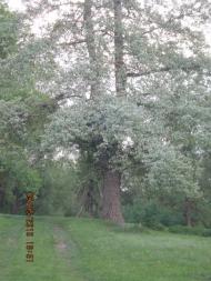 Гмирянка з panoramio.com