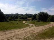 Верба з panoramio.com